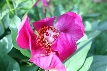 Paeonia mascula / Peonia maschio